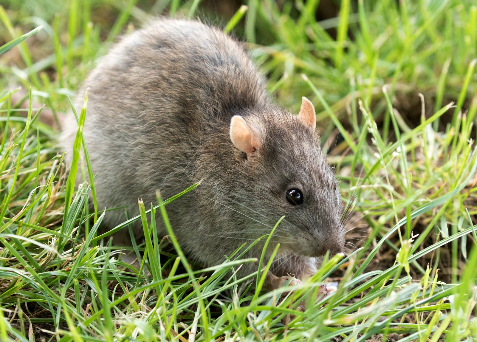 Rodent-Proofing Your Home Before Winter