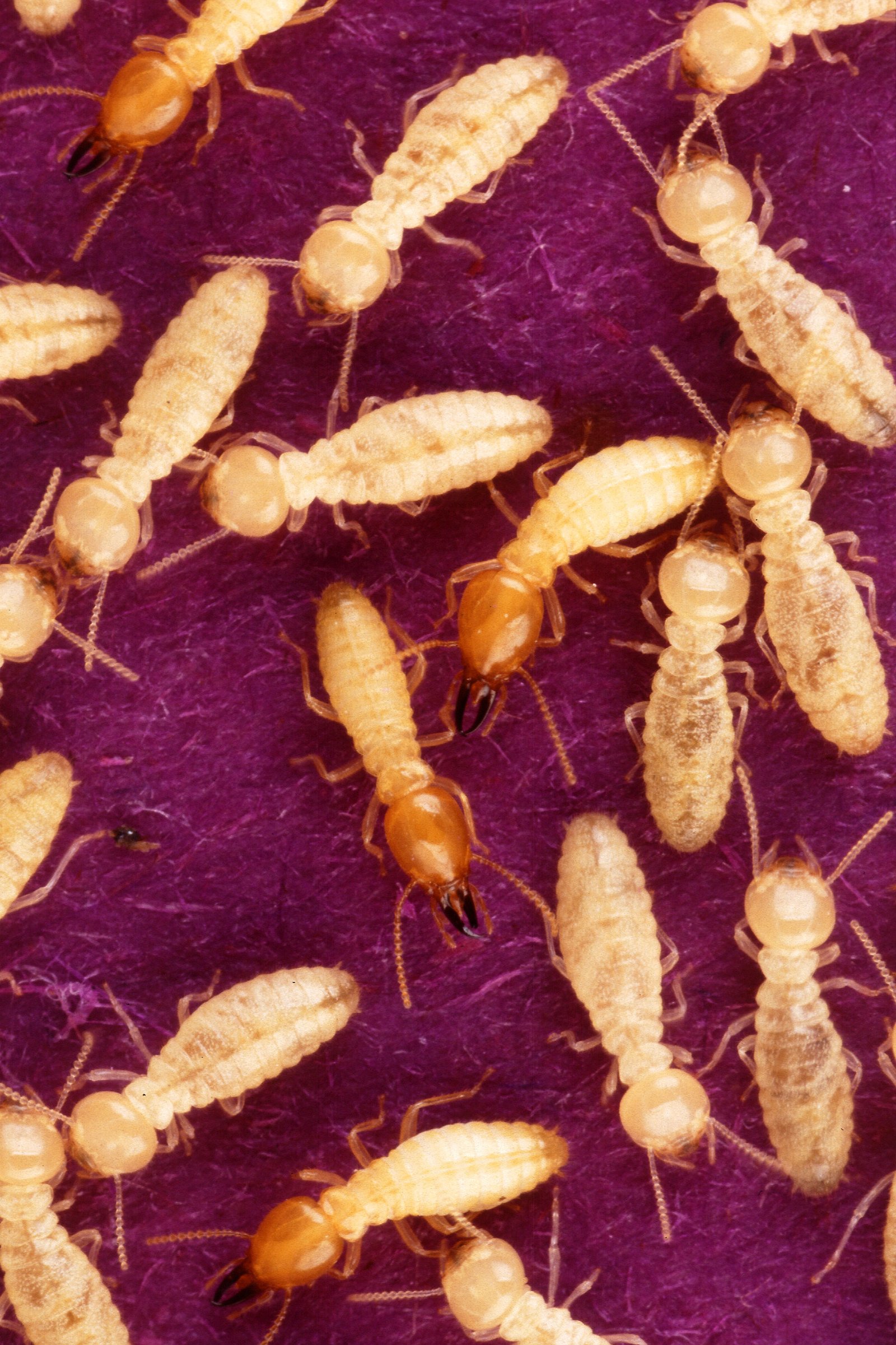 5 Signs of a Termite Infestation You Shouldn't Ignore