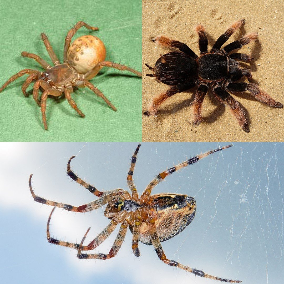 Spider Season: Keeping Your Family Safe