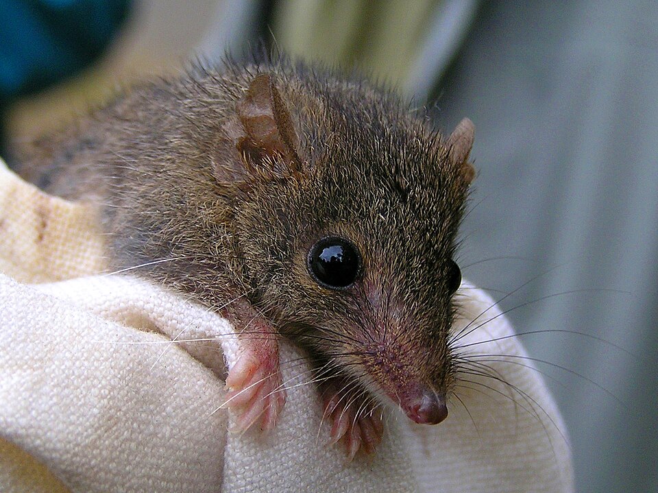 Native antechinus, a small marsupial