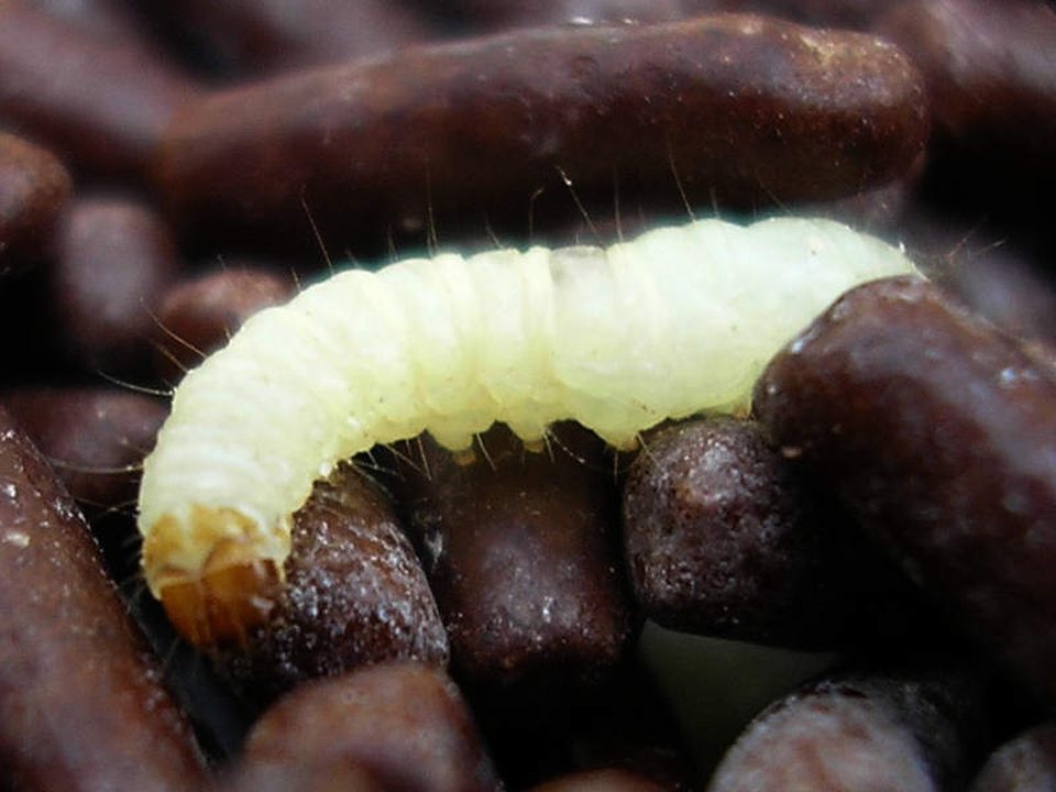 Pantry moth larva feeding in stored cereal - Pantry Moth Control Sydney