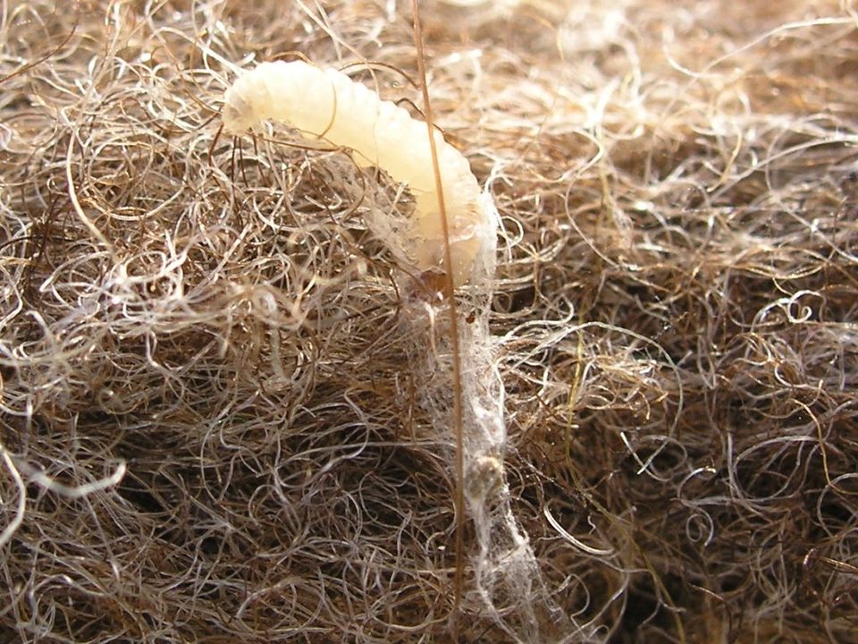 Clothes moth larva and silk tube in wool - Textile Pest Control Sydney