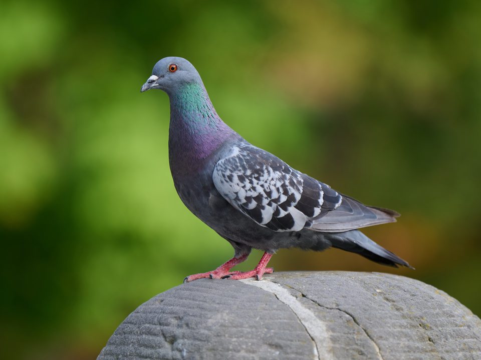 Feral pigeon roosting on a concrete ledge - Pigeon Control Sydney