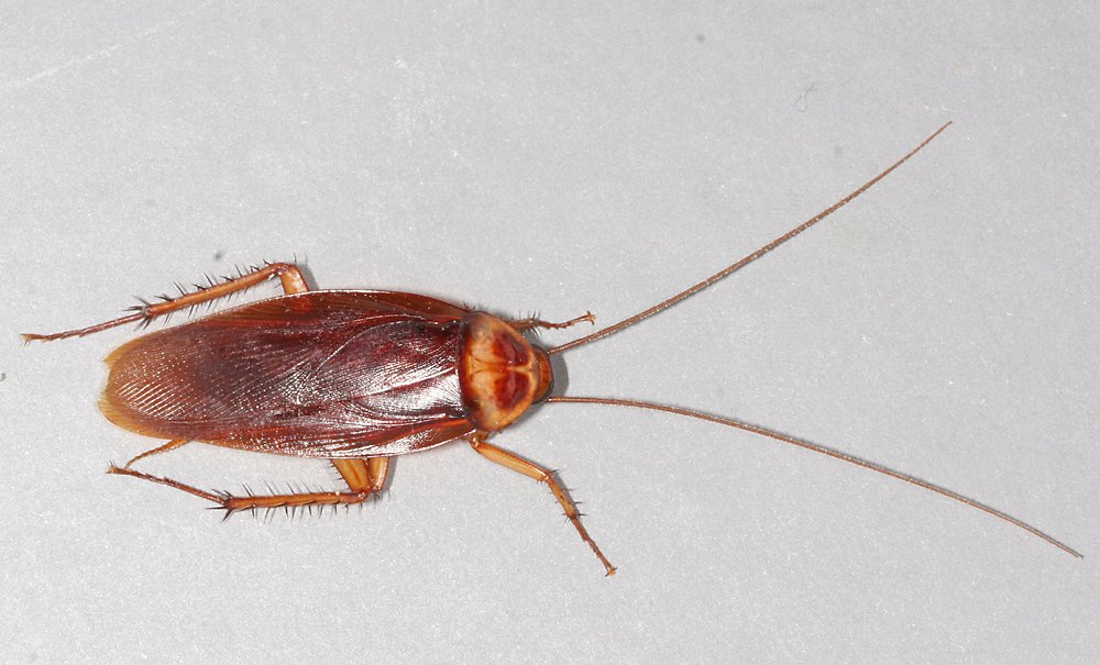 How to Keep Cockroaches Out of Your Kitchen
