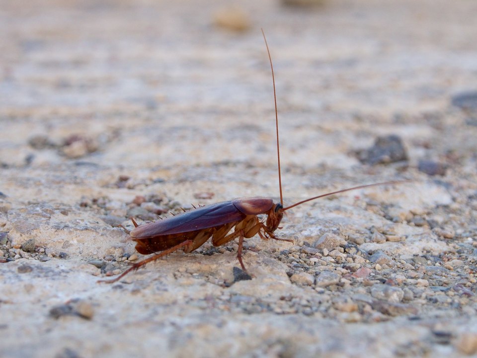 Cockroach Control in Parramatta, Sydney