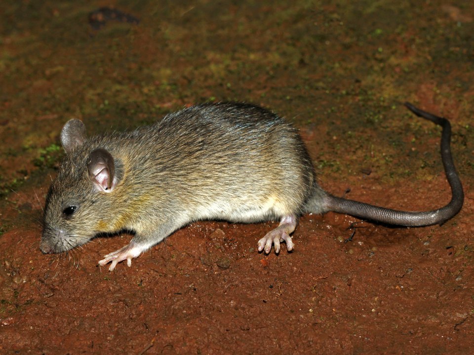 House rat foraging outdoors - Rodent Control Sydney
