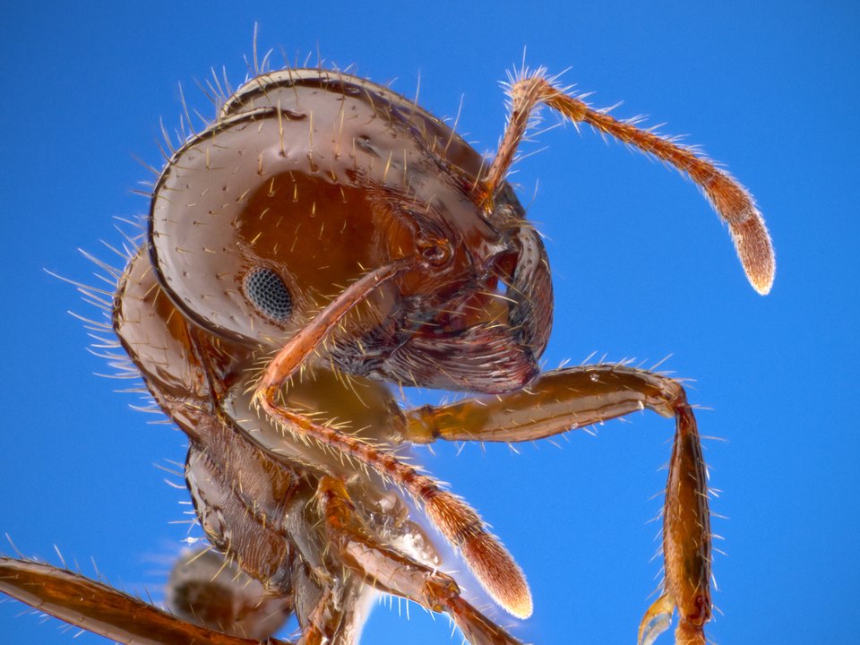 Red imported fire ant worker - Fire Ants Sydney