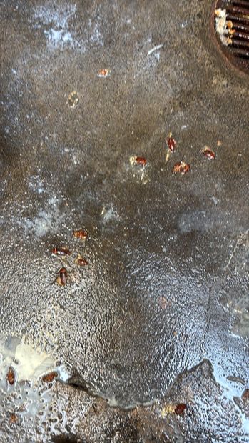 Cockroaches on the concrete beside a floor drain after treatment of the harbourage began