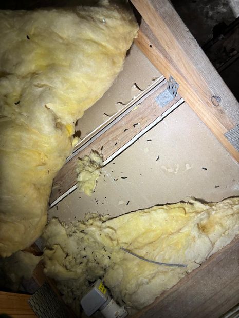 Rat droppings across the ceiling lining and disturbed insulation in the roof cavity