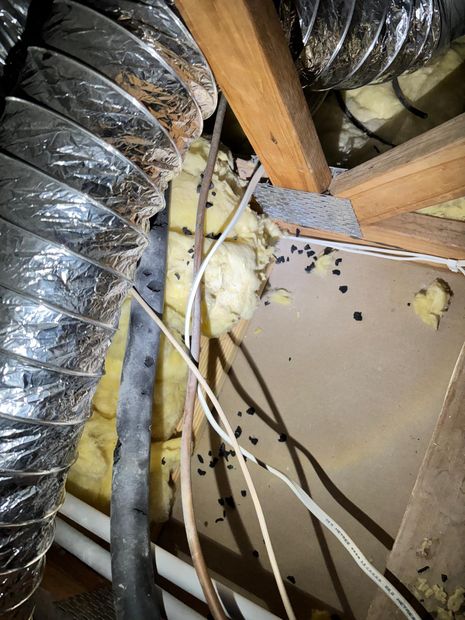 Droppings scattered around the ducting in the roof space