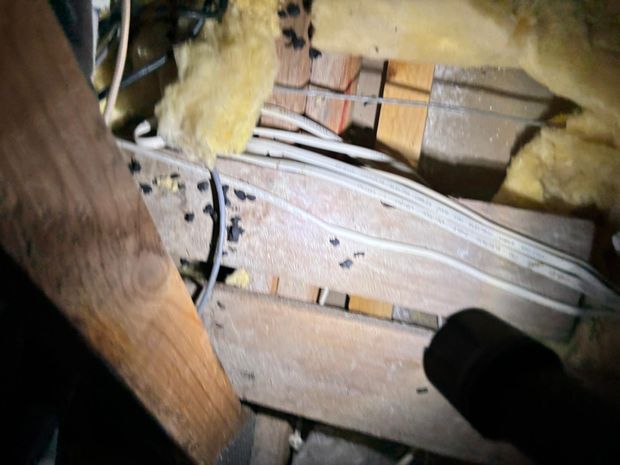 Droppings along the roof cavity framing and cabling