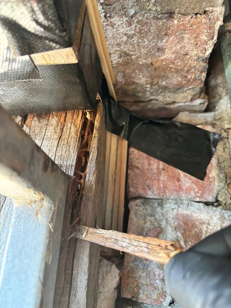 Termite workings and damaged timber exposed where the activity entered the home