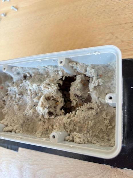 Three weeks later, the bait actively consumed with termites still feeding in the station