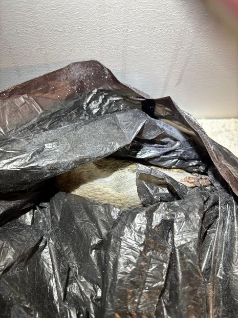 The rodent after removal, bagged for safe disposal