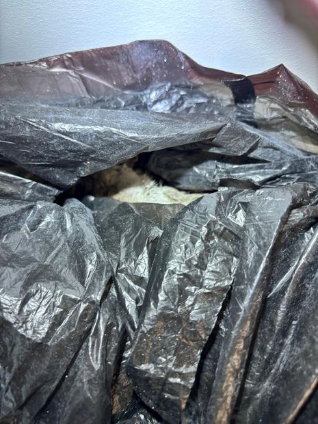 Removed and contained before the area was treated and the access point sealed