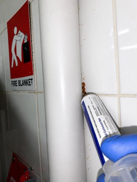 Gel bait applied to pipework in a commercial kitchen