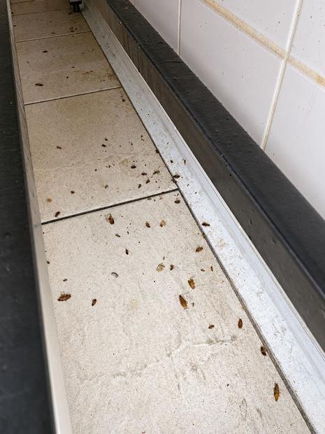 Cockroach knockdown along a commercial kitchen floor line