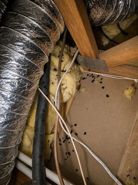Rodent droppings through a roof void beside ducting