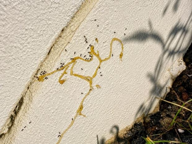 Ant trail treated with gel bait along a wall line