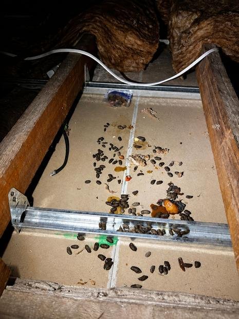 Rodent activity and nesting found in a subfloor