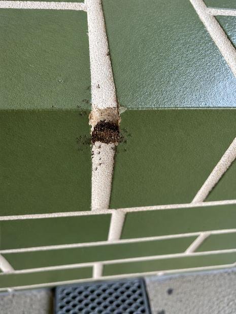 Ant nest emerging from a mortar joint