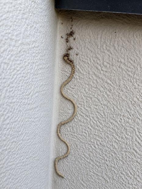 Active termite mud tube running up a rendered wall