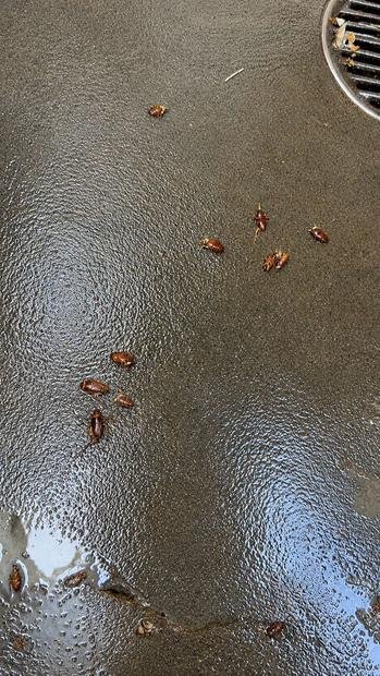German cockroach activity found during an inspection