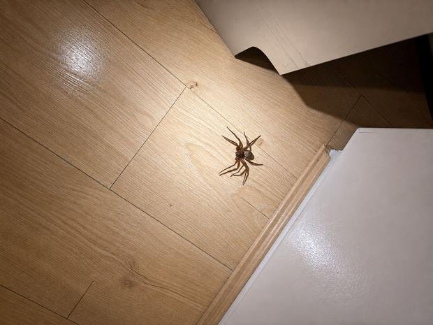 Huntsman spider located inside a Sydney home