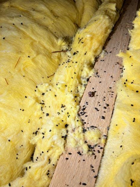 Heavy rodent droppings through roof insulation