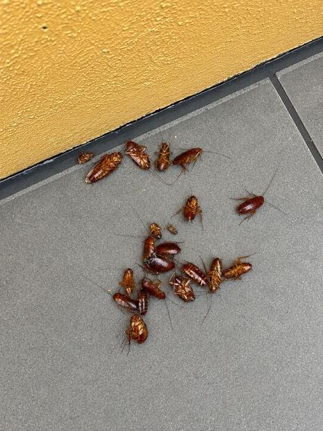 Cockroach knockdown following treatment