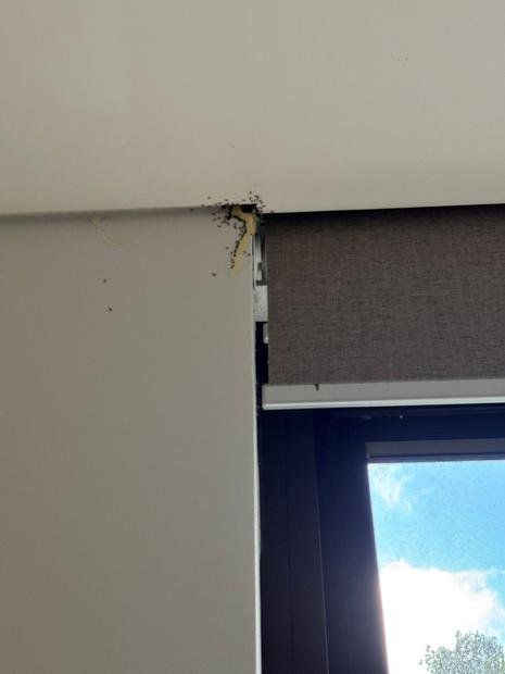 Pest activity found above a window head