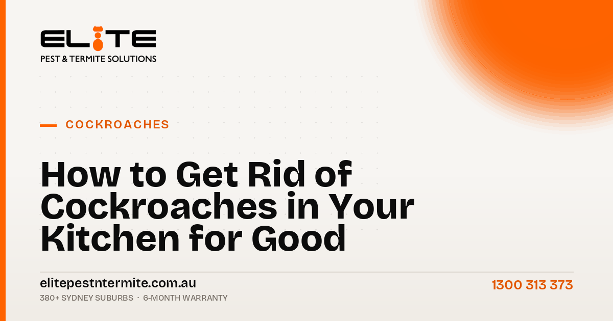 How to Get Rid of Cockroaches in Your Kitchen for Good