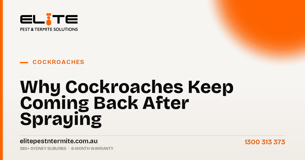 Why Cockroaches Keep Coming Back After Spraying