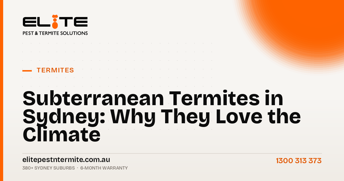 Subterranean Termites in Sydney: Why They Love the Climate