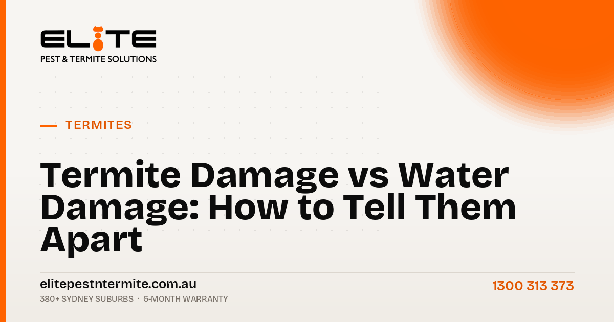 Termite Damage vs Water Damage: How to Tell Them Apart