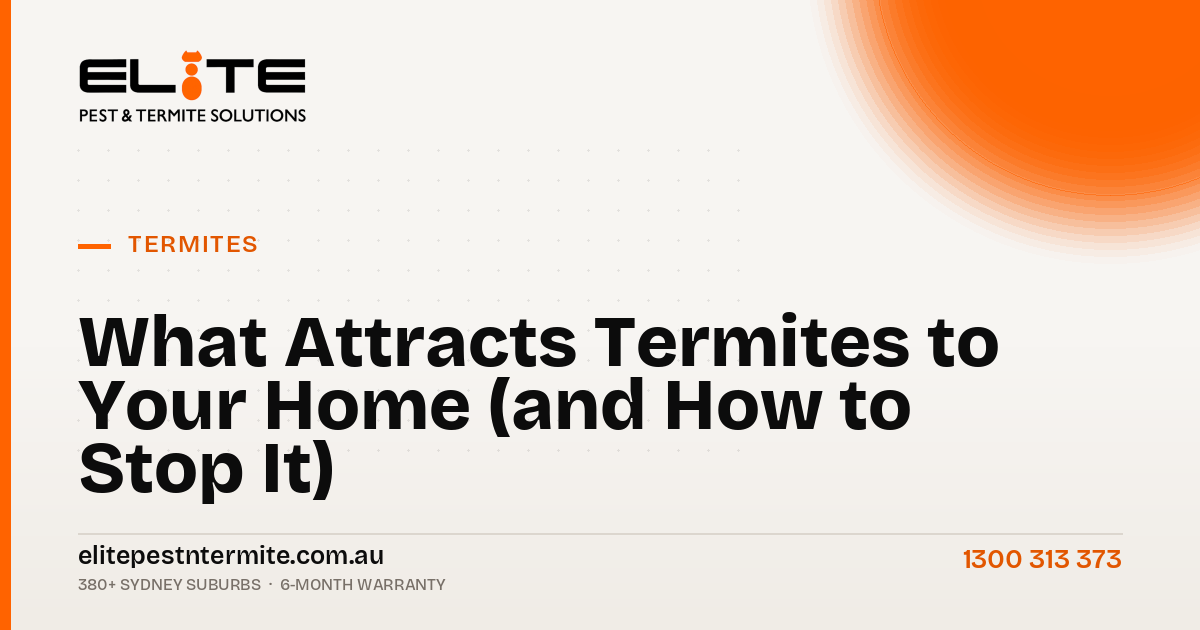 What Attracts Termites to Your Home (and How to Stop It)